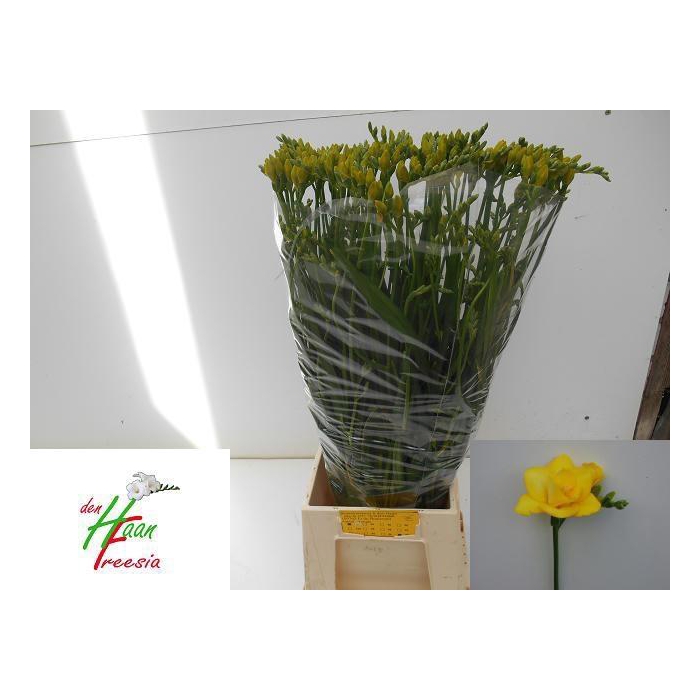 <h4>Fr Du Boulevard</h4>