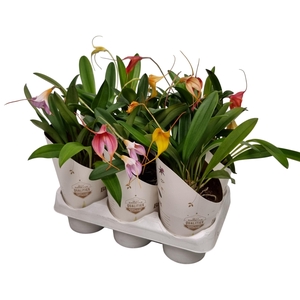 ORCHIDEEEN OVERIG