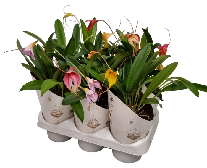 <h4>ORCHIDEEEN OVERIG</h4>