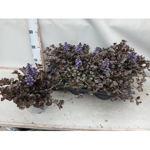 AJUGA FF N NIGHTINGA