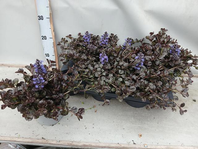 <h4>AJUGA FF N NIGHTINGA</h4>