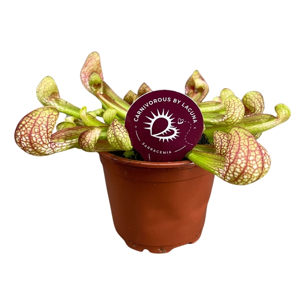 <h4>Sarracenia Psittachina 8,5 cm</h4>