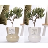 Olea Europaea in P&PURE Plant Vase Maxima ass. 2