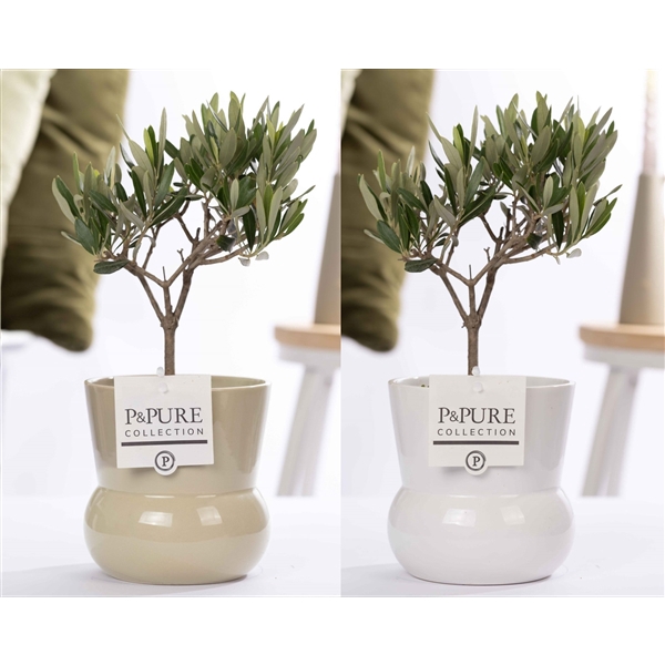 <h4>Olea Europaea in P&PURE Plant Vase Maxima ass. 2</h4>