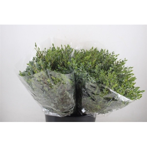 Euca Parvifolia Short 150gr P Bunch