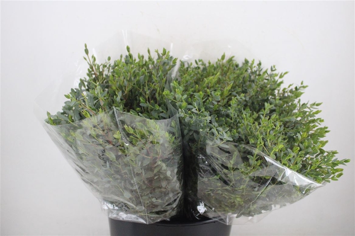 Euca Parvifolia Short 150gr P Bunch