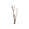 Syringa Branch Super Ruppe