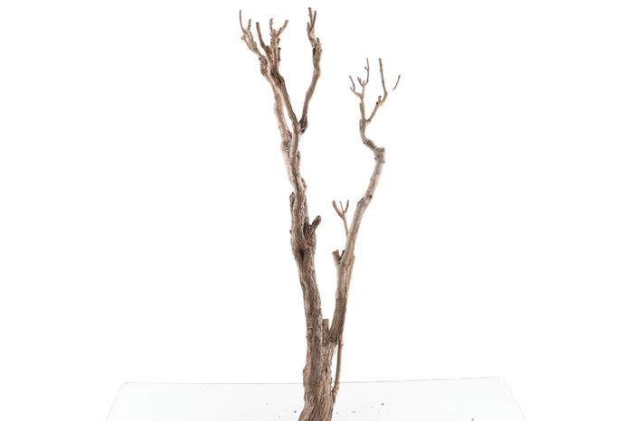 Syringa Branch Super Ruppe