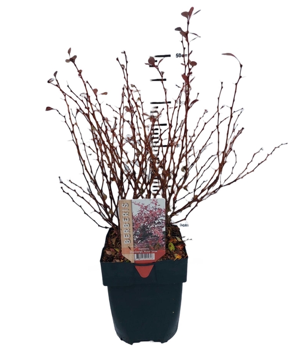 <h4>Berberis thunbergii Rose Glow</h4>
