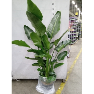 Strelitzia nicolai