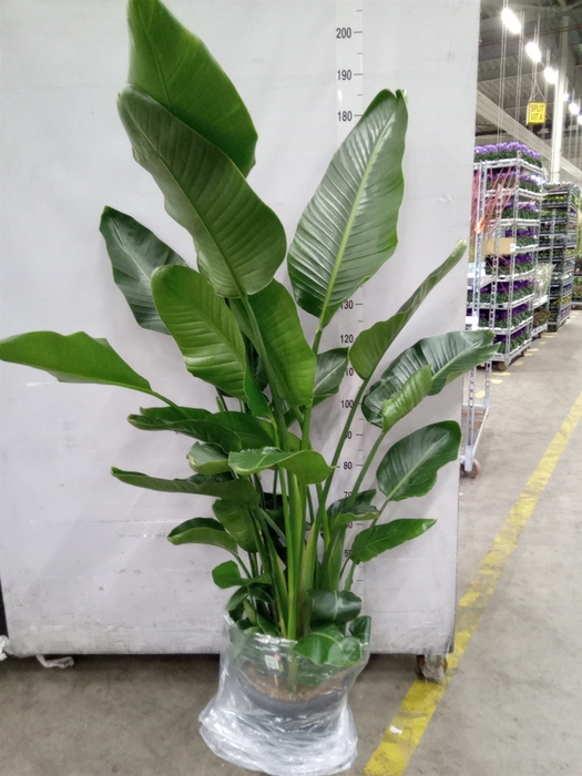 <h4>Strelitzia nicolai</h4>