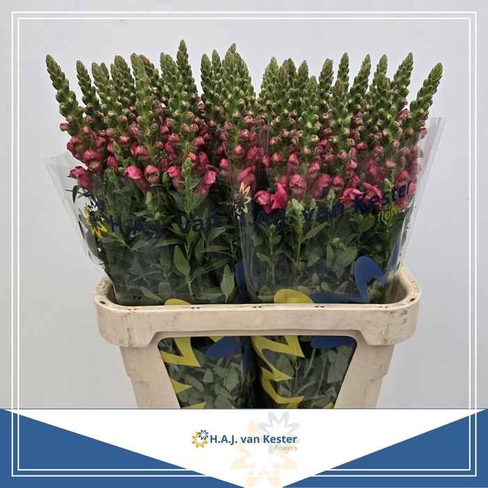 <h4>ANTIR COOL ROSE</h4>