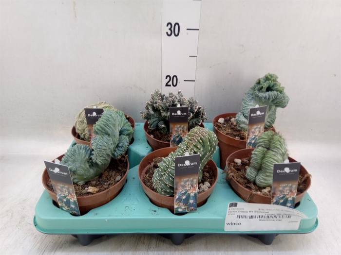 <h4>Cactus   ...mix  6</h4>