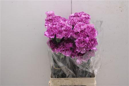 <h4>Di St Blue Copernico</h4>