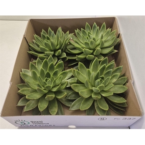 Echeveria Agavoides X4