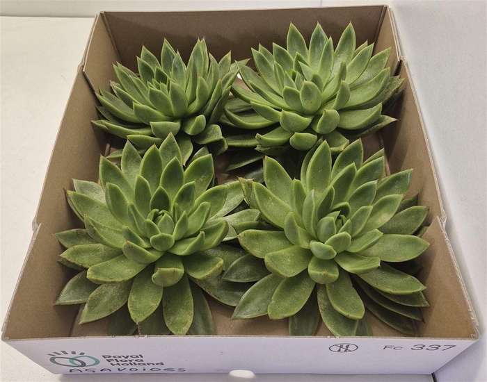 <h4>Echeveria Agavoides X4</h4>