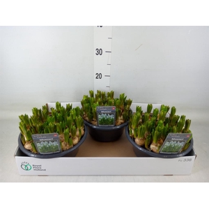 Muscari  'Mountain Lady'