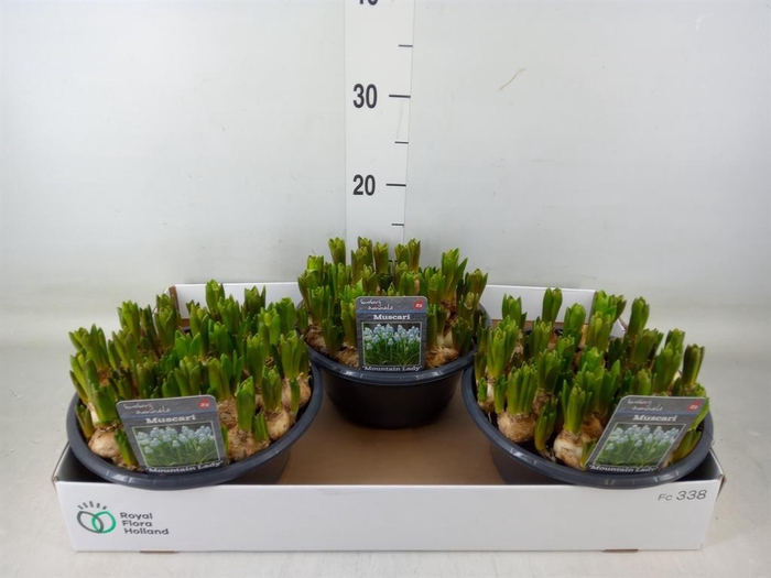 <h4>Muscari  'Mountain Lady'</h4>