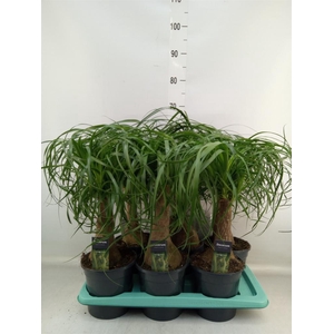 Beaucarnea recurvata