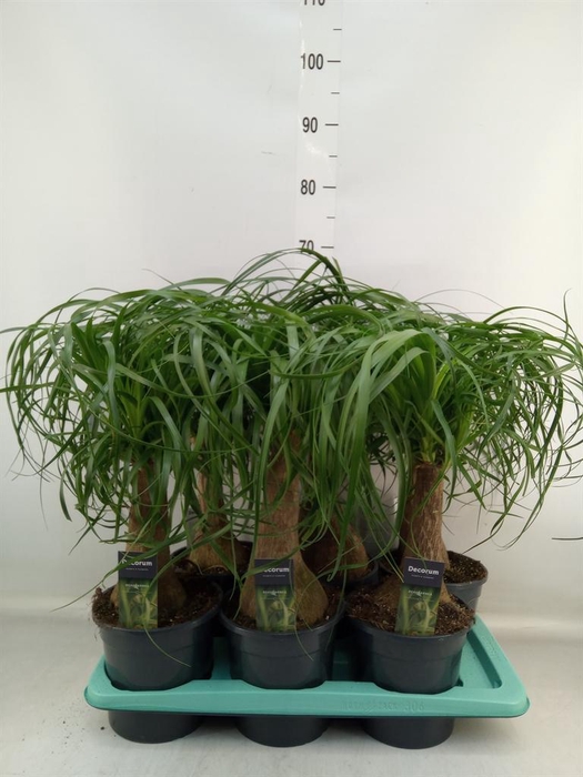 <h4>Beaucarnea recurvata</h4>