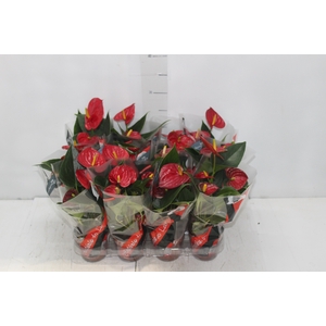 ANTHURIUM RED SUCCESS P09