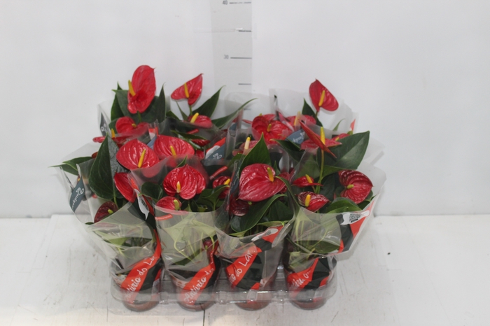 <h4>ANTHURIUM RED SUCCESS P09</h4>