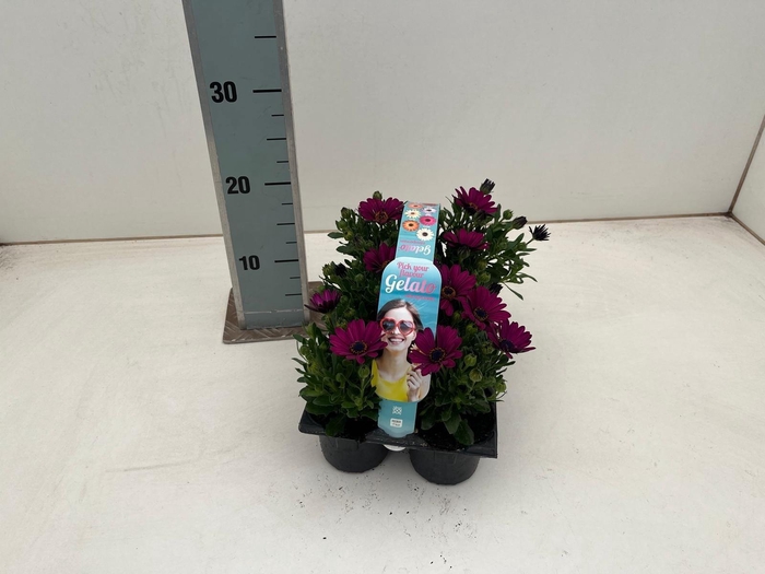 <h4>OSTEO GELATO ALMOND</h4>