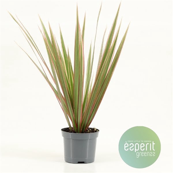 <h4>Dracaena Bicolor</h4>