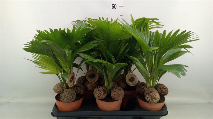 <h4>Livistona rotundifolia</h4>