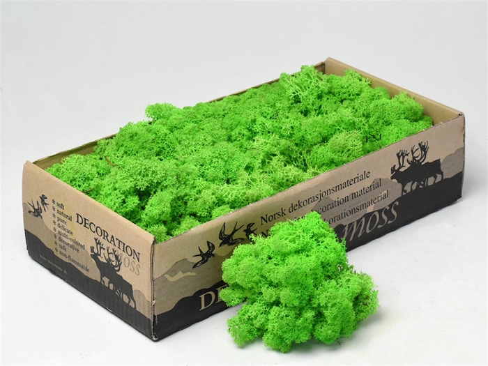 <h4>Mos Rendier Light Green Gepr 500gr</h4>