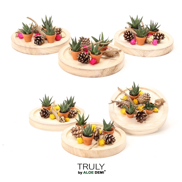 <h4>TRULY Succulent, Bush bowl - pink/yellow</h4>