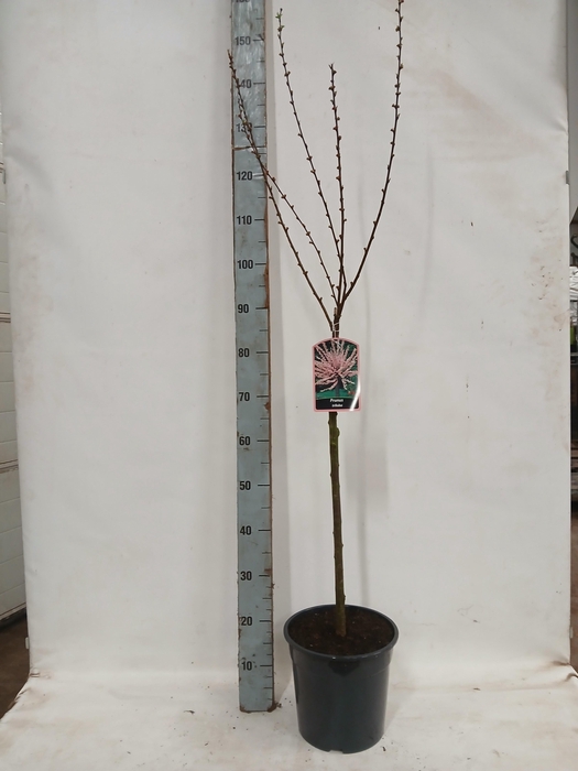 <h4>PRUN TRILOBA</h4>