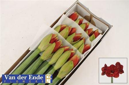 <h4>Hipp Ferrari</h4>