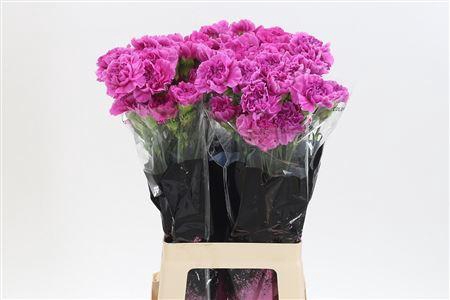 <h4>Di St Farida</h4>