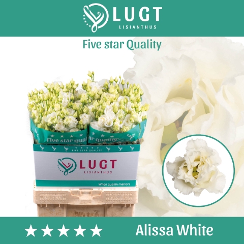 <h4>Lisianthus Alissa White</h4>