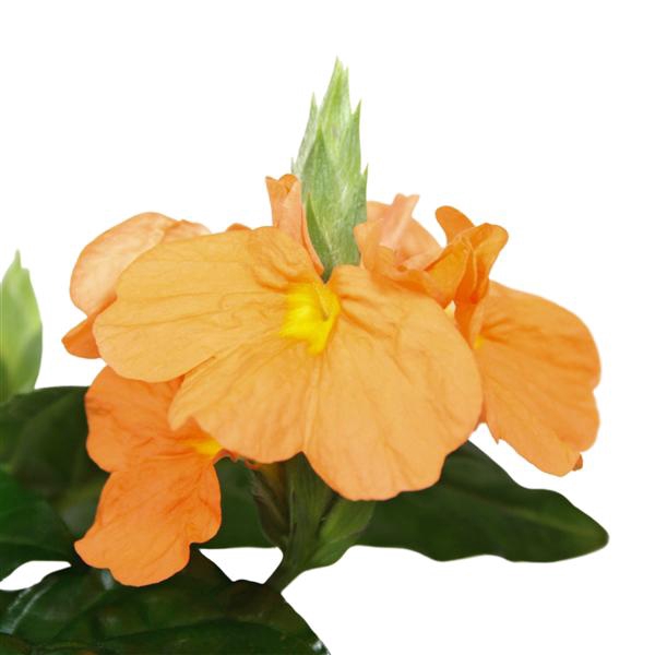 <h4>Crossandra Fortuna 9 cm Decorum</h4>