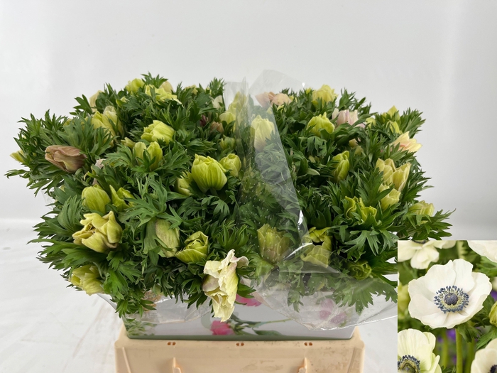 <h4>ANEM CO MAR PANDA</h4>