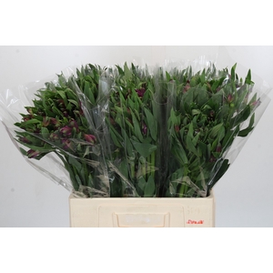 Alstroemeria Selection Purple