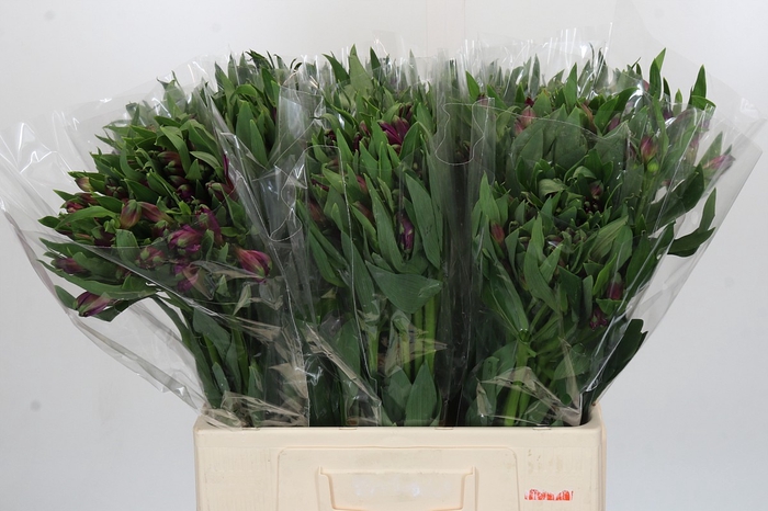 <h4>Alstroemeria Selection Purple</h4>