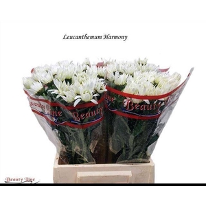 MARGRIET (SUPERBUM GRP) HARMONY