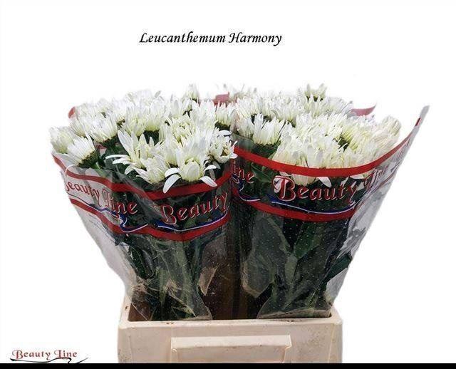 <h4>MARGRIET (SUPERBUM GRP) HARMONY</h4>