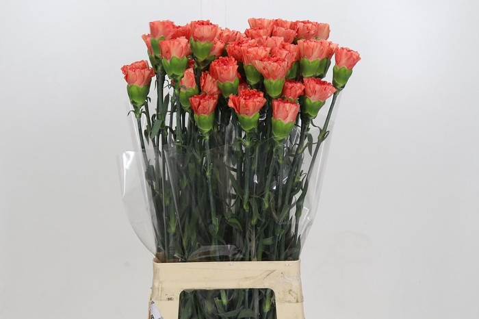 <h4>Dianthus St Arno</h4>