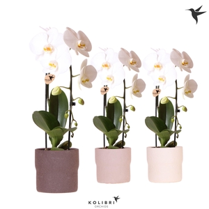 Kolibri Orchids Cascade Niagara Fall white 1 spike in Rustic pot mix