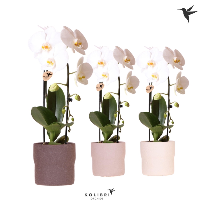 <h4>Kolibri Orchids Cascade Niagara Fall white 1 spike in Rustic pot mix</h4>