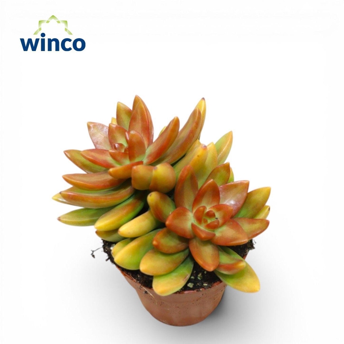 <h4>Sedum Neusbaumiama Orange</h4>