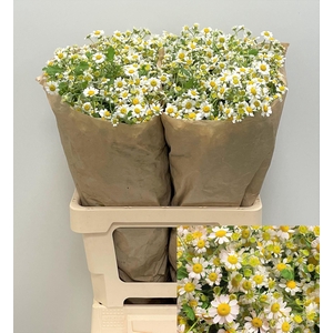 TANACETUM SINGLE VEGMO 35 GR.