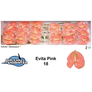 Anth A Evita Pink 13 cm X18 Jan van Velden