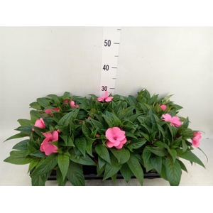 Impatiens NG 'ColPow Rose'