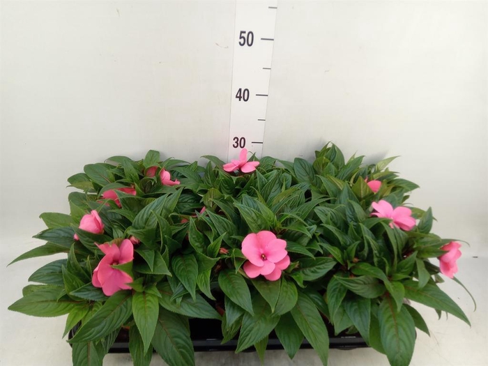 <h4>Impatiens NG 'ColPow Rose'</h4>