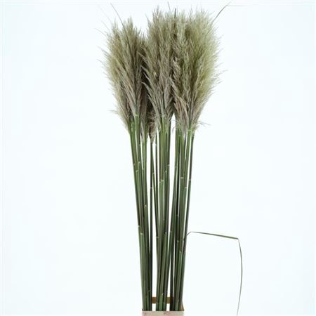 Cortaderia Se Silver Cloud Super